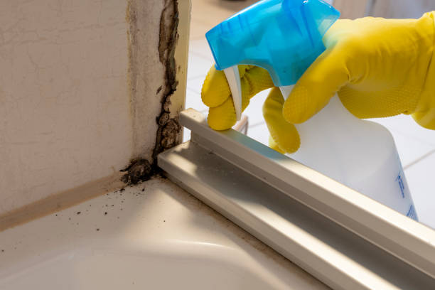 Professional Mold Remediation in Centerville, CA