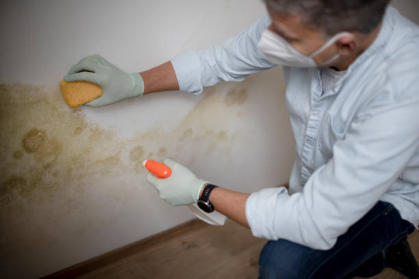 Best Post-Flood Mold Remediation in Centerville, CA