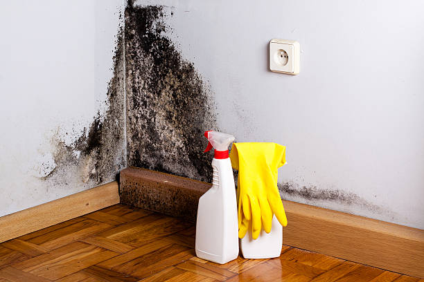 Best Residential Mold Remediation in Centerville, CA
