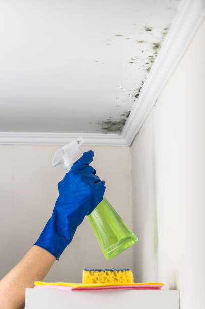 Best HVAC Mold Remediation in Centerville, CA